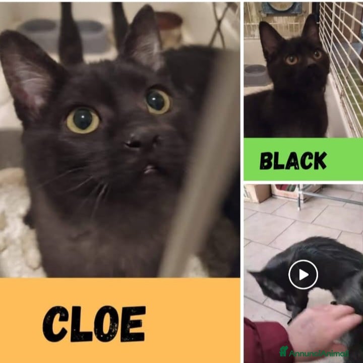 Meticcio gatti 2micini neri maschio/femmina 5mesi MILANO019 - Annuncio 1