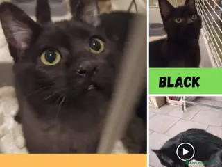 Meticcio gatti 2micini neri maschio/femmina 5mesi MILANO019 - Annuncio 1