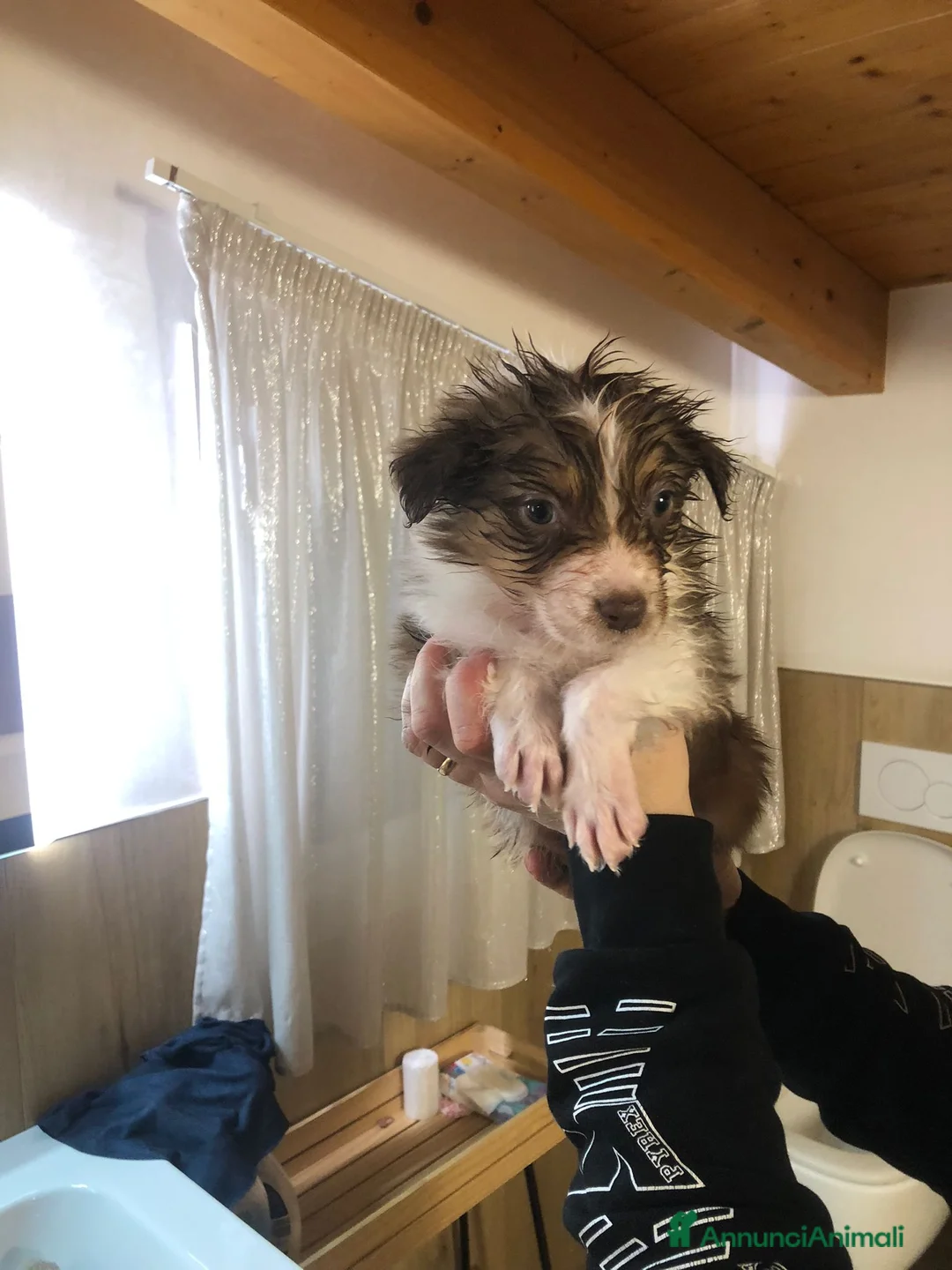 Australian Shepherd cani in vendita: Pastore australiano  - Annuncio 11