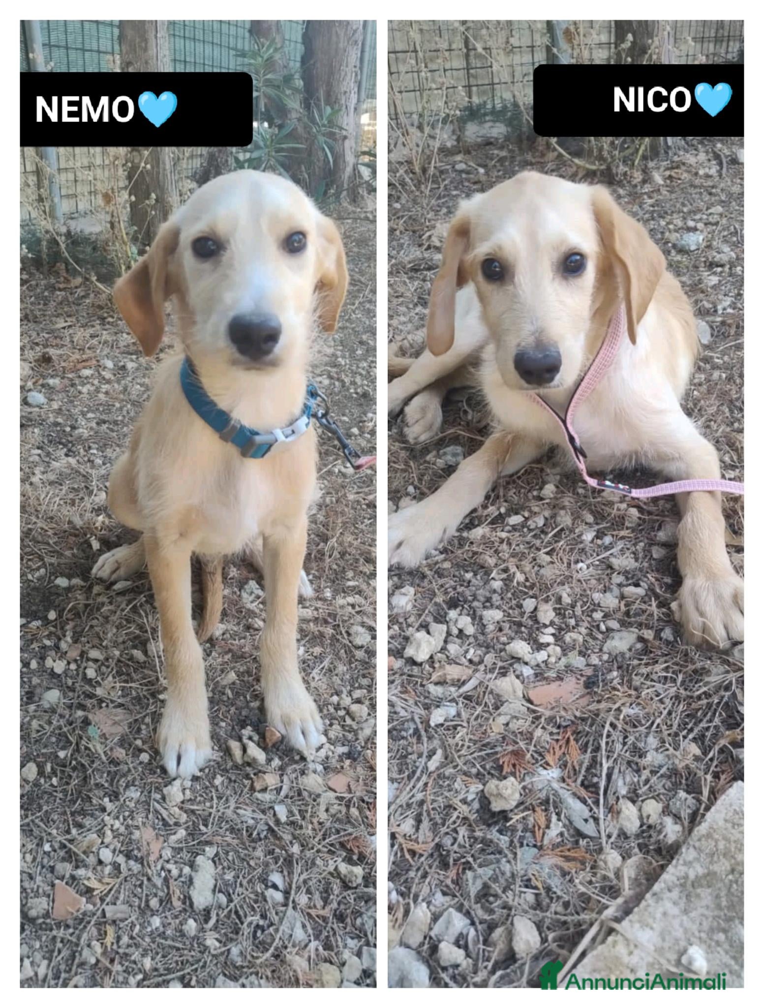 Meticcio cani NICO E NEMO - Annuncio 38