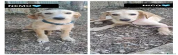 Meticcio cani in regalo: NICO E NEMO - Annuncio 1