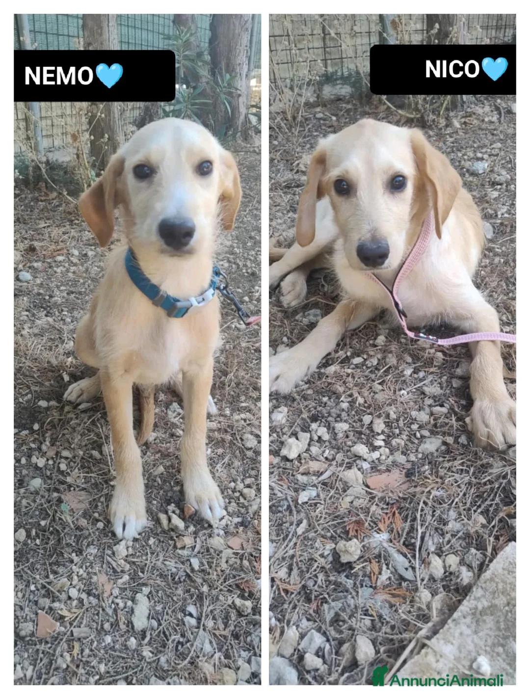 Meticcio cani in regalo: NICO E NEMO - Annuncio 1