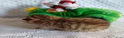 Scottish gatti in vendita: Cuccioli Scottish Fold e Straight a Provincia di Reggio Emilia - Annuncio 29