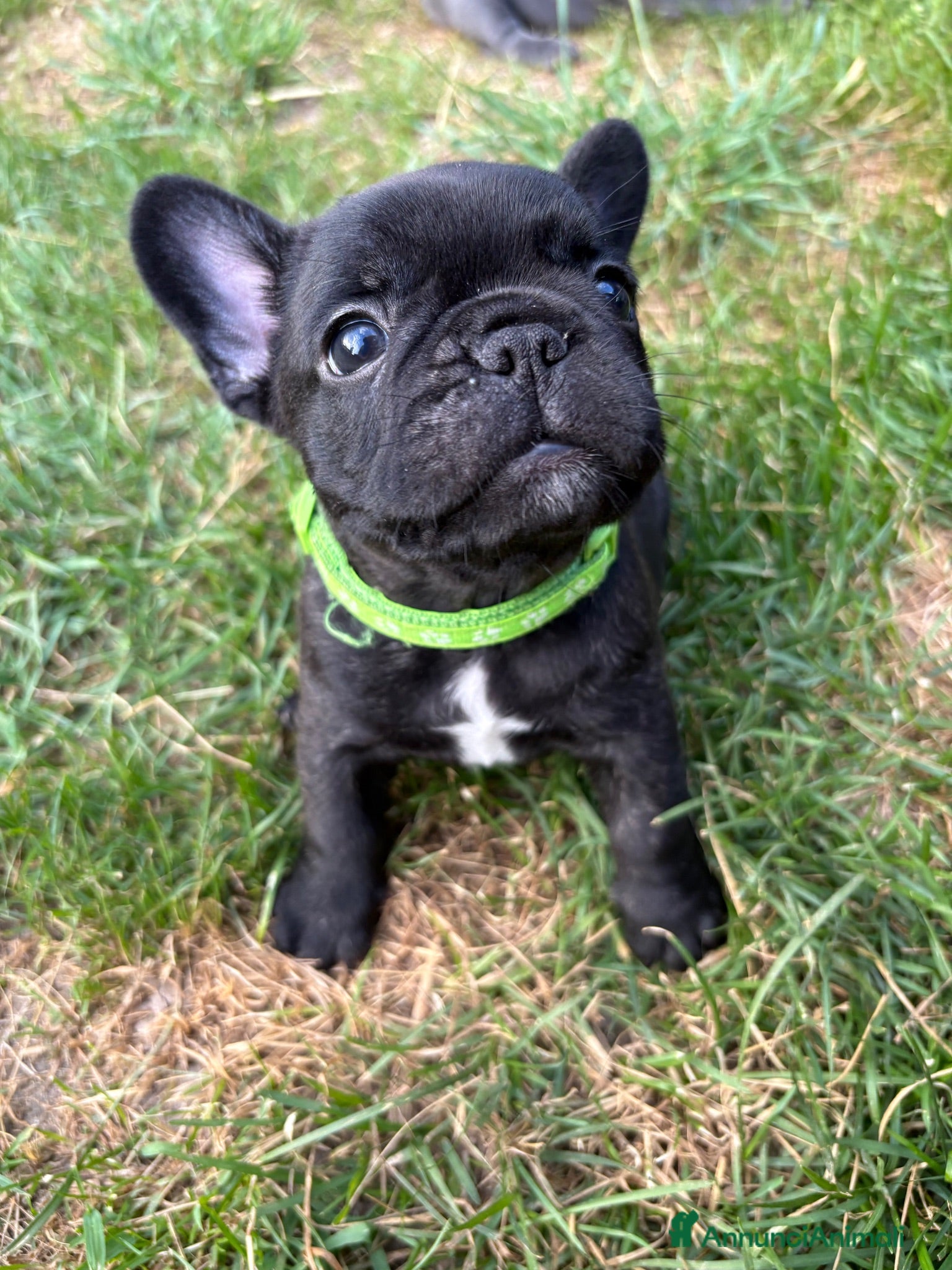 Bulldog Francese cani Cucciolo di bulldog francese  - Annuncio 6