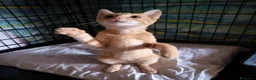 Meticcio gatti in regalo: 3 mesi, abituato in casa  - Annuncio 7