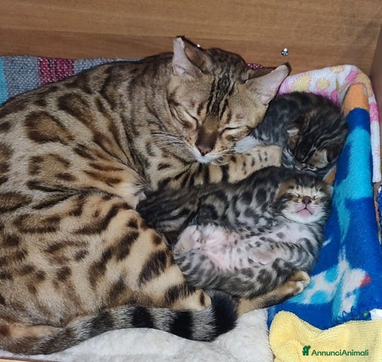 Immagine della galleria {{count}}