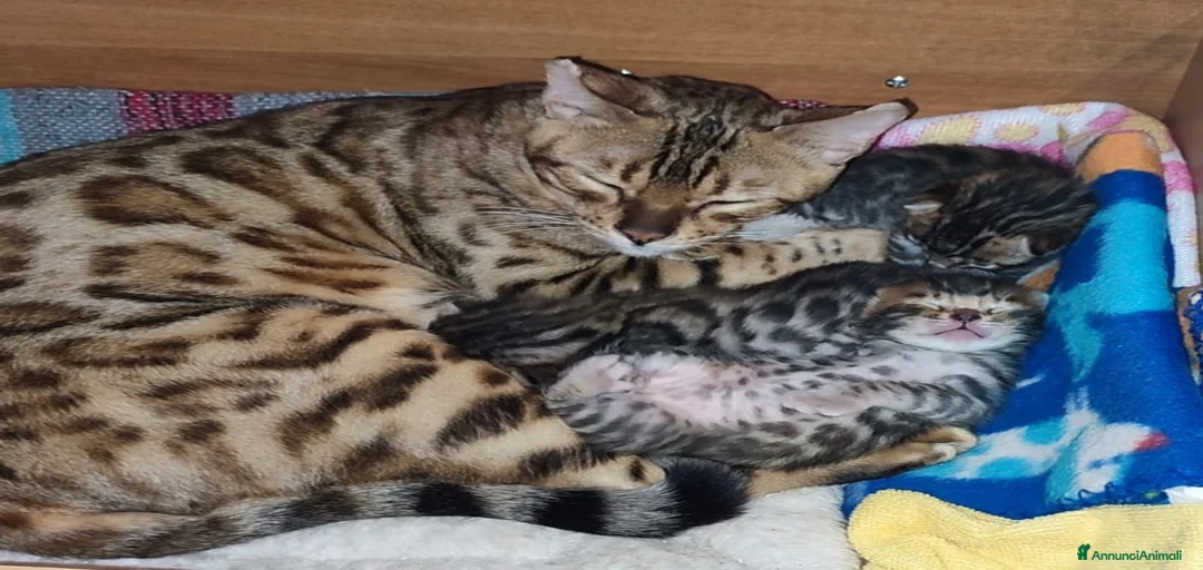 Immagine della galleria {{count}}