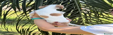 Chihuahua 4