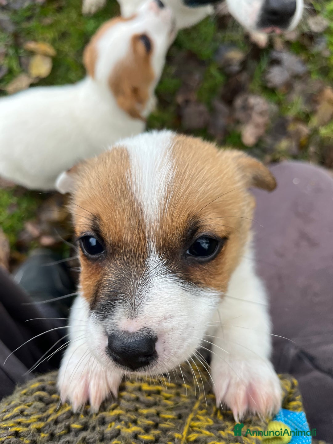 Jack Russell cani in vendita: Cuccioli di jack russell terrier  - Annuncio 2