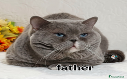 British gatti in vendita: British Shorthair Blue  a Provincia di Pavia - Immagine 6