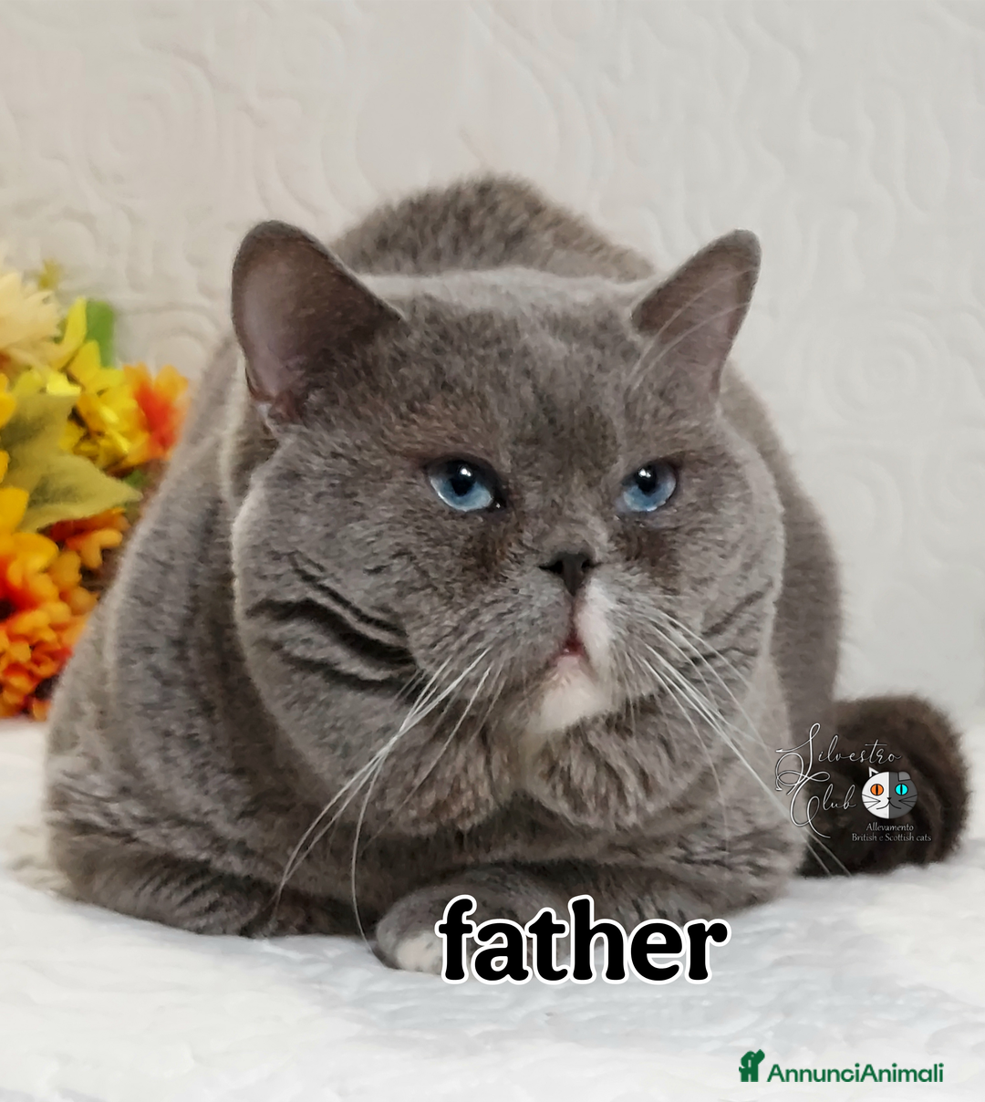 British gatti in vendita: British Shorthair Blue  a Provincia di Pavia - Immagine 6