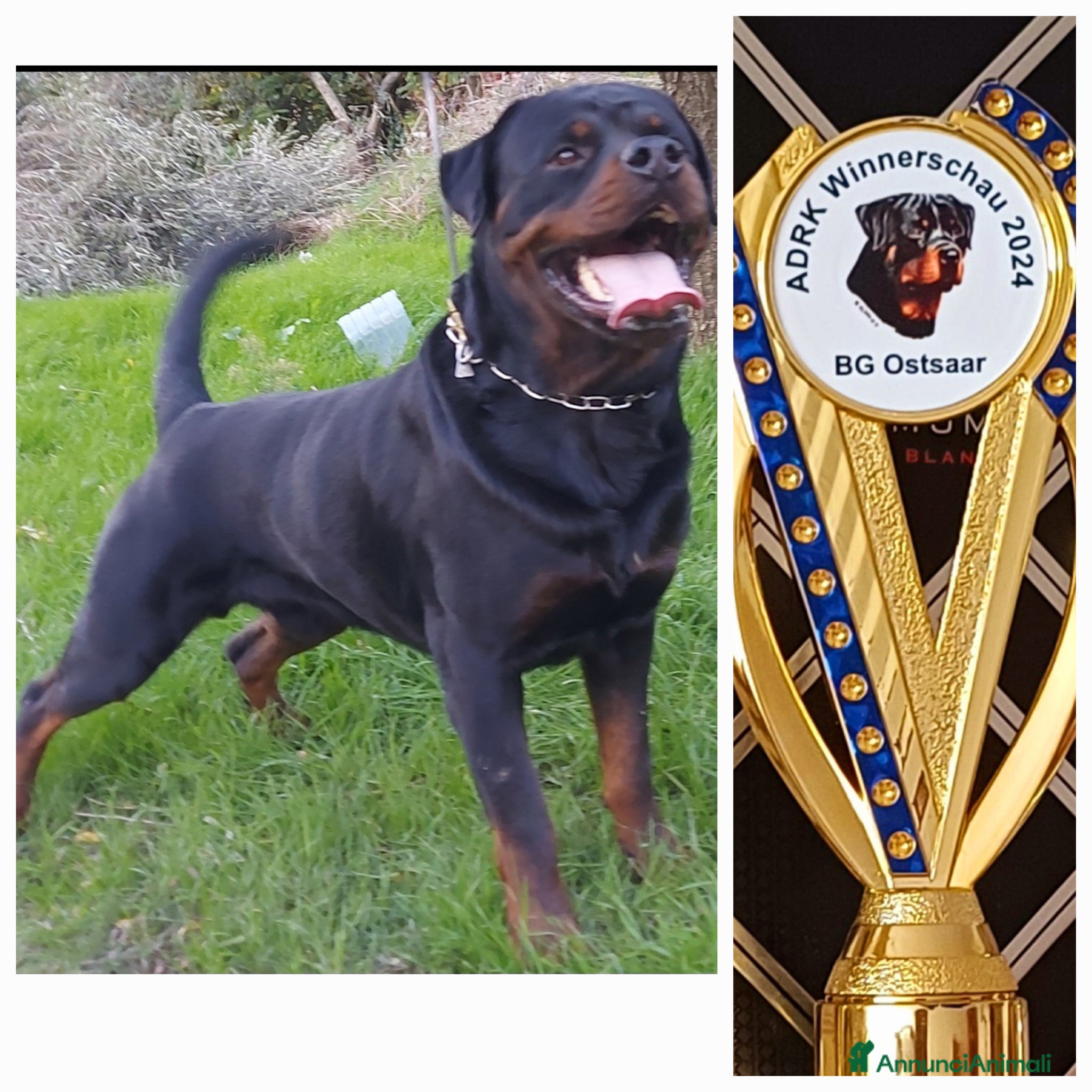Rottweiler cani in vendita: Disponibili cuccioli Rottweiler  - Annuncio 35