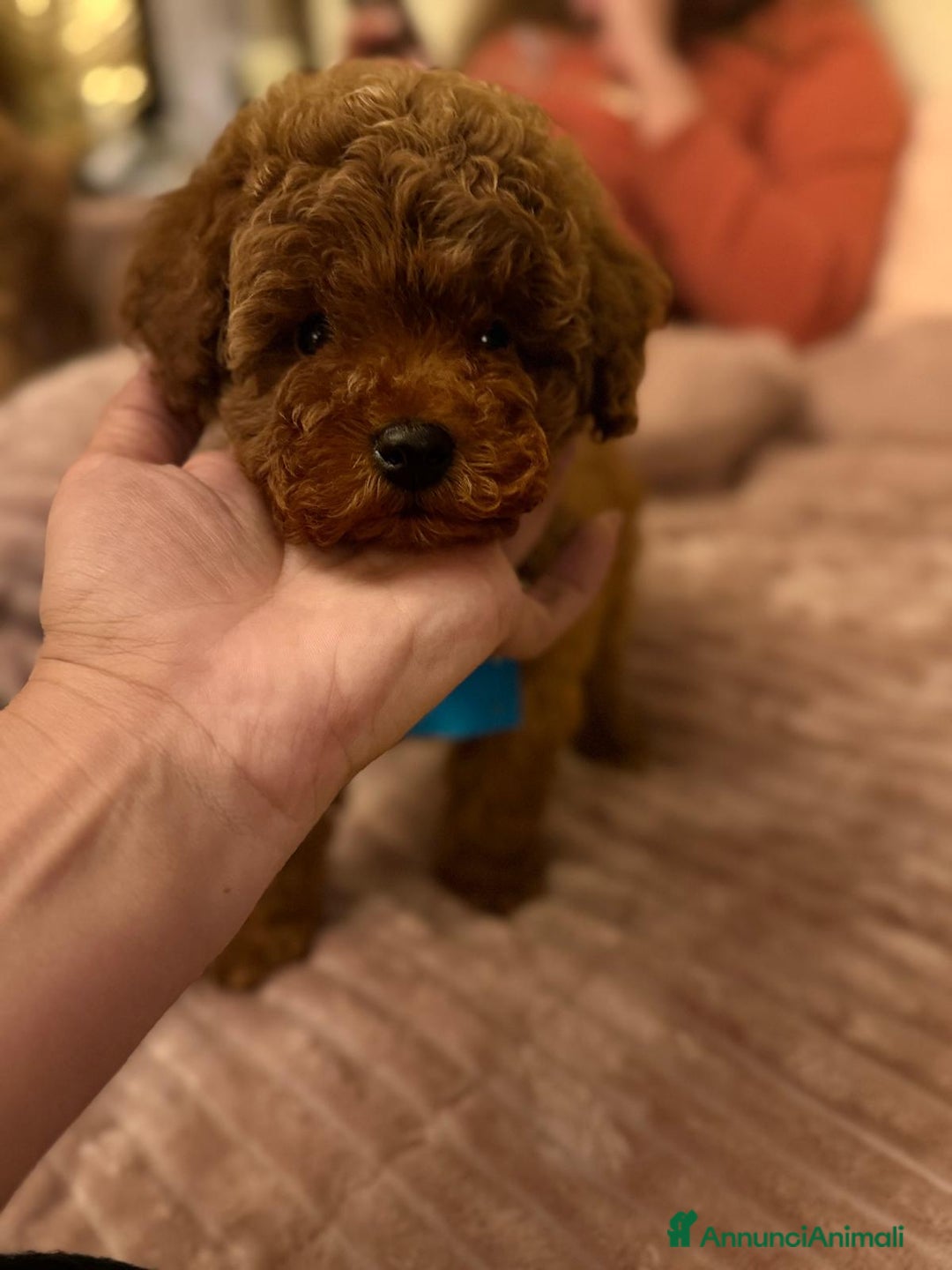 Barboncino Toy cani in vendita: Barboncino Toy  - Annuncio 3