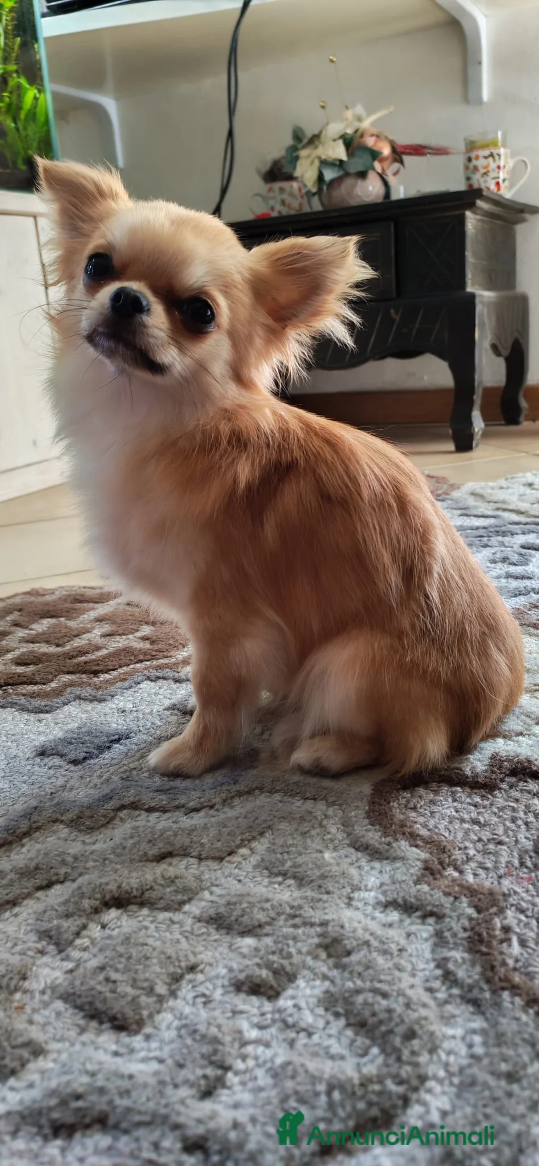 Chihuahua cani per accoppiamento: Chihuahua maschio cerca femmina per accoppiamento  a Provincia di Forlì-Cesena - Annuncio 2