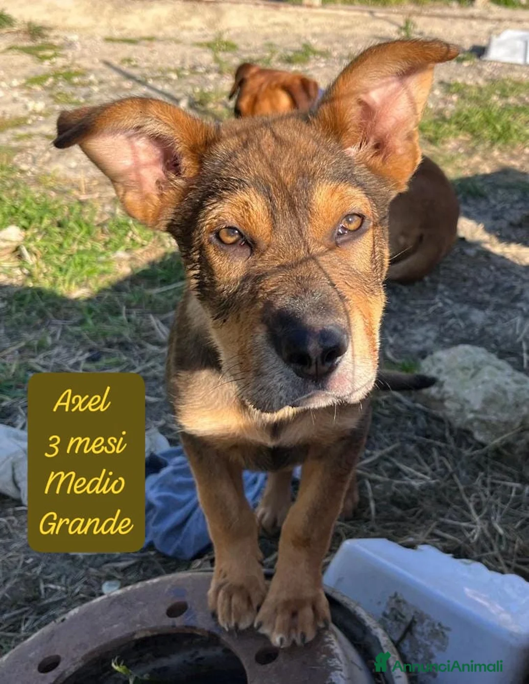 Meticcio cani in regalo: Tanti cuccioli da salvare  a Città Metropolitana di Bologna - Annuncio 11