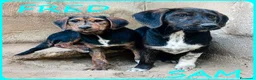 Meticcio cani in regalo: FRED e SAM simil bassottini - Annuncio 6