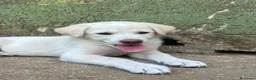 Meticcio cani in regalo: Luce cerca casa 💞 - Annuncio 12