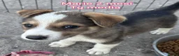 Meticcio cani in regalo: Troppi cuccioli soli in rifugio  a Provincia di Verona - Annuncio 5