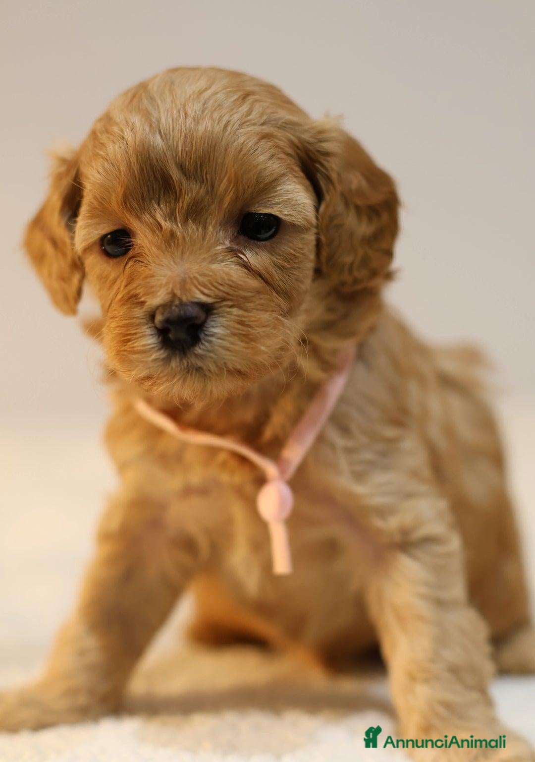 Meticcio cani in vendita: Cuccioli di F1BB Cavapoo Rosso & Crema - Annuncio 20