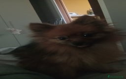 Volpino Pomerania cani in vendita: Per cambio casa  - Immagine 2