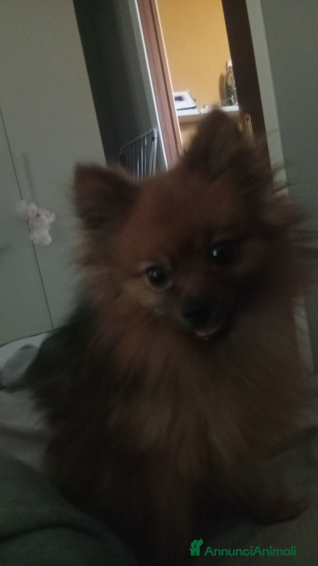 Volpino Pomerania cani in vendita: Per cambio casa  - Immagine 2