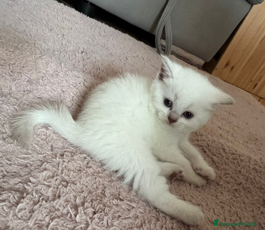 Scottish gatti in vendita: Scottish blu pointer straight  a Provincia di Gorizia - Immagine 9