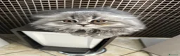 Scottish gatti in vendita: Cuccioli Scottish  a Città Metropolitana di Napoli - Annuncio 2