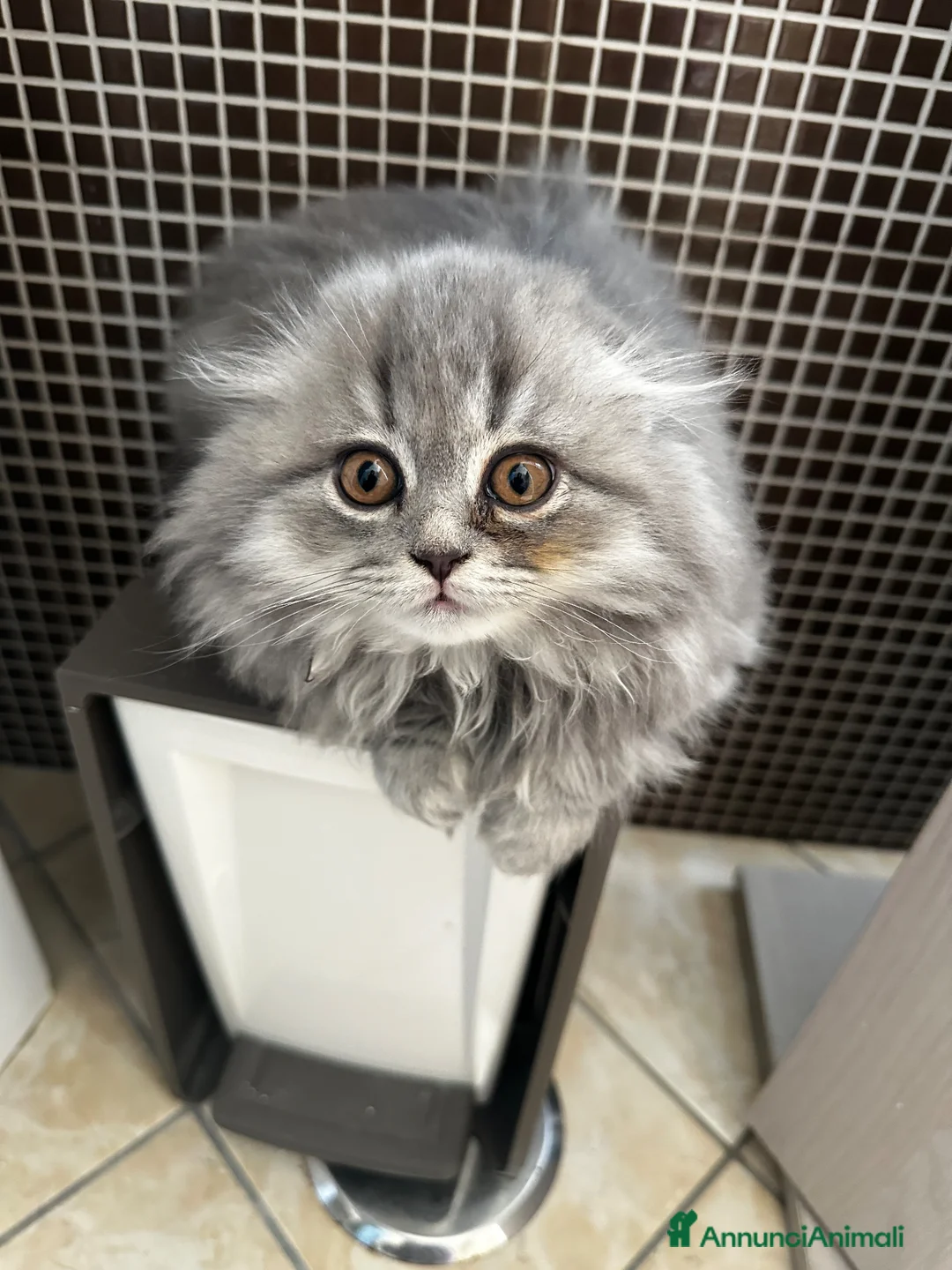 Scottish gatti in vendita: Cuccioli Scottish  a Città Metropolitana di Napoli - Annuncio 2