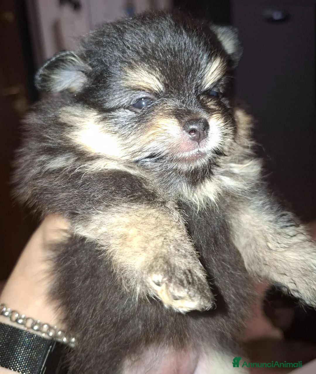 Volpino Pomerania cani in vendita: Femminuccia pomerania  - Annuncio 1