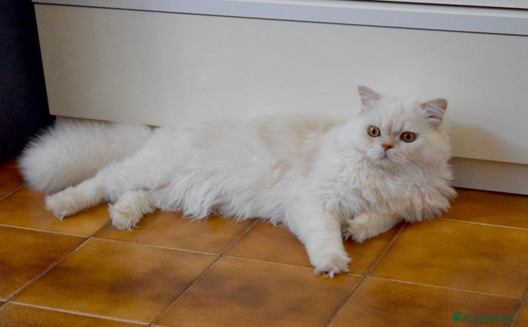 Scottish gatti a Città metropolitana di Milano - Annuncio 6