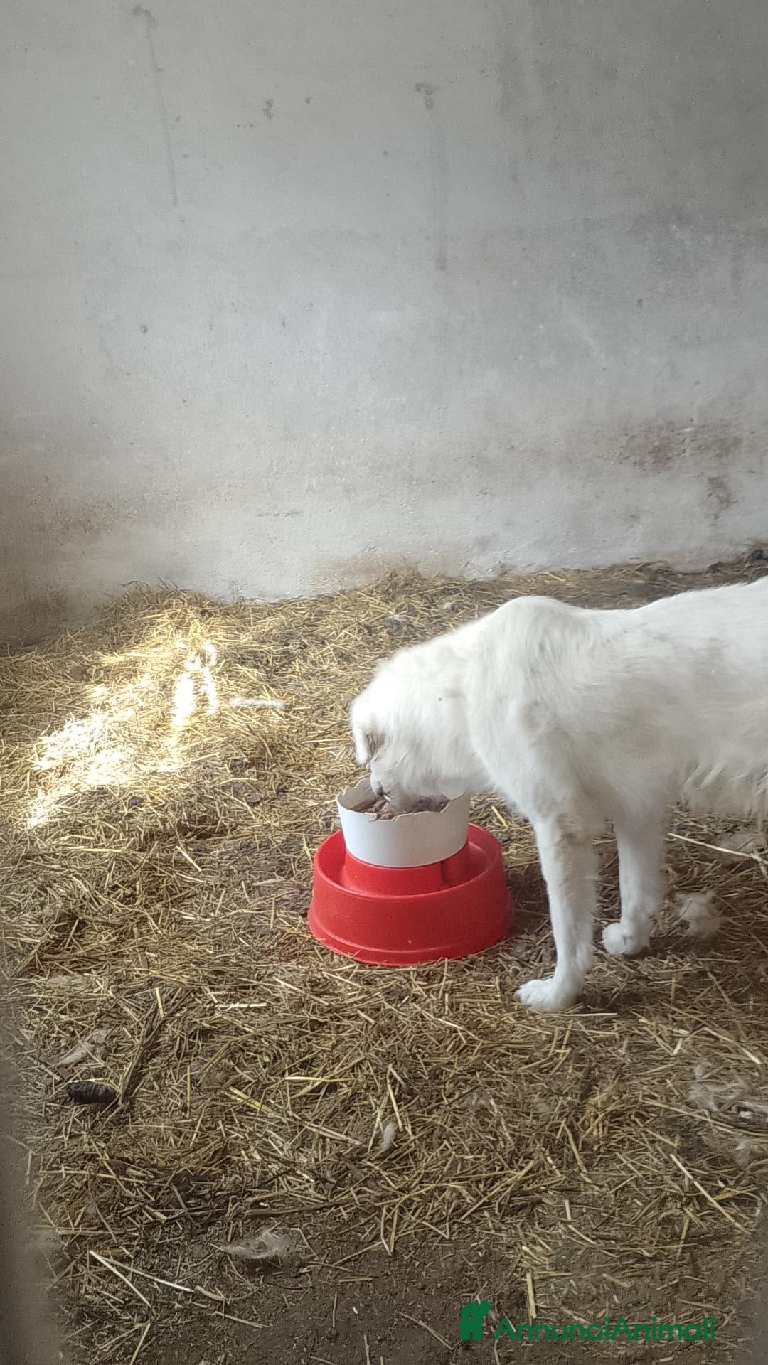 Pastore Abbruzzese Maremmano cani Pastore maremmano abruzzese - Annuncio 1