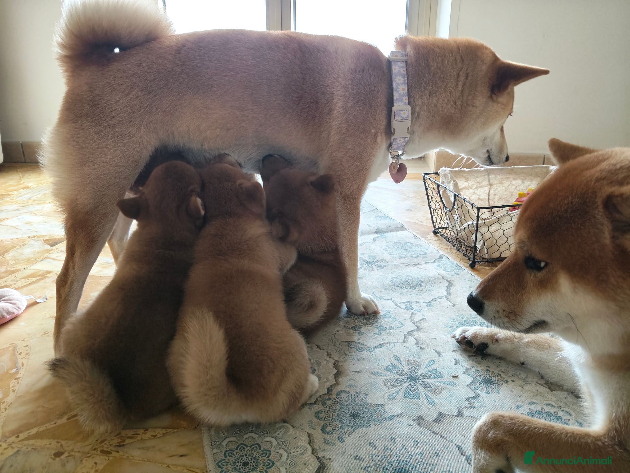 Shiba Inu cani Cucciola Shiba Inu  - Annuncio 1