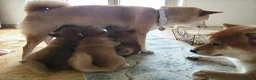 Shiba Inu cani in vendita: Cucciola Shiba Inu  - Annuncio 1