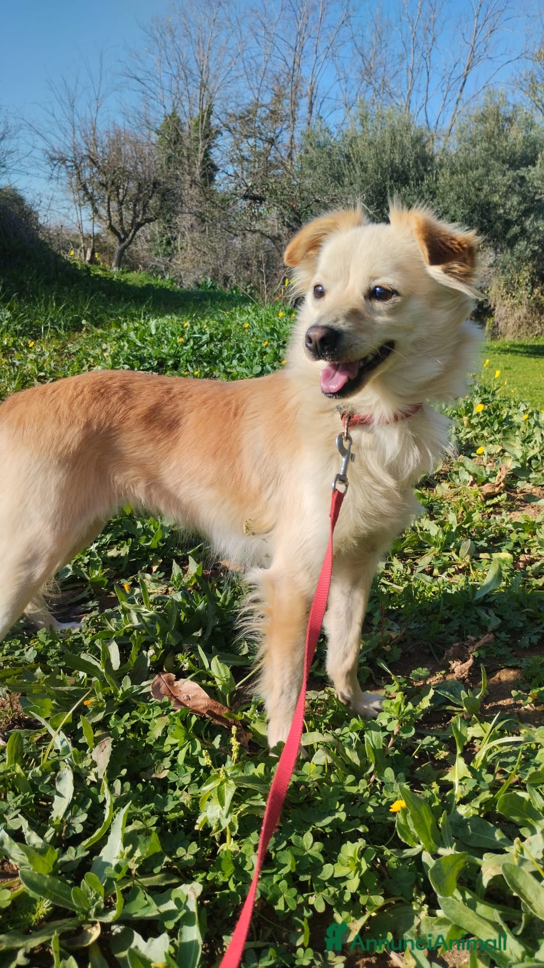 Meticcio cani BEA TAGLIA PICCOLA  - Annuncio 14