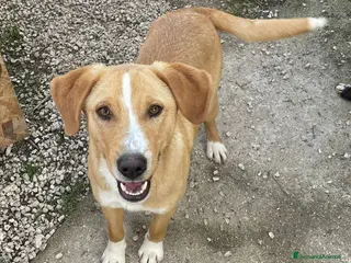 Meticcio cani SOS SOS SOS OLIVER - Annuncio 9