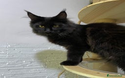 Maine Coon gatti in vendita: Cuccioli Maine Coon disponibili  a Città Metropolitana di Firenze - Immagine 6