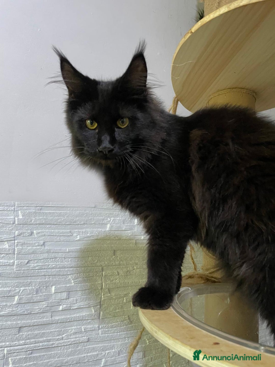 Maine Coon gatti in vendita: Cuccioli Maine Coon disponibili  a Città Metropolitana di Firenze - Immagine 6