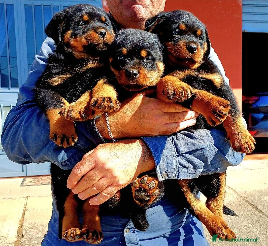Rottweiler cani in vendita: Disponibili cuccioli Rottweiler  - Annuncio 2