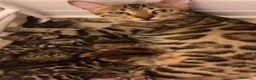 Bengala gatti in vendita: Cuccioli di Bengal o Bengala con Pedigree  - Annuncio 4