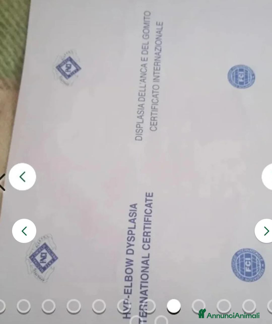 Pastore Tedesco cani in vendita: splendidi cuccioli  - Annuncio 6