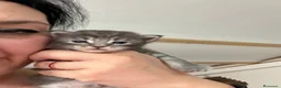 Maine Coon gatti in vendita: Dolcissimi cuccioli di Maine coon  - Annuncio 4