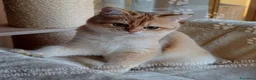 Scottish gatti in vendita: Cuccioli Scottish Straight - Annuncio 23