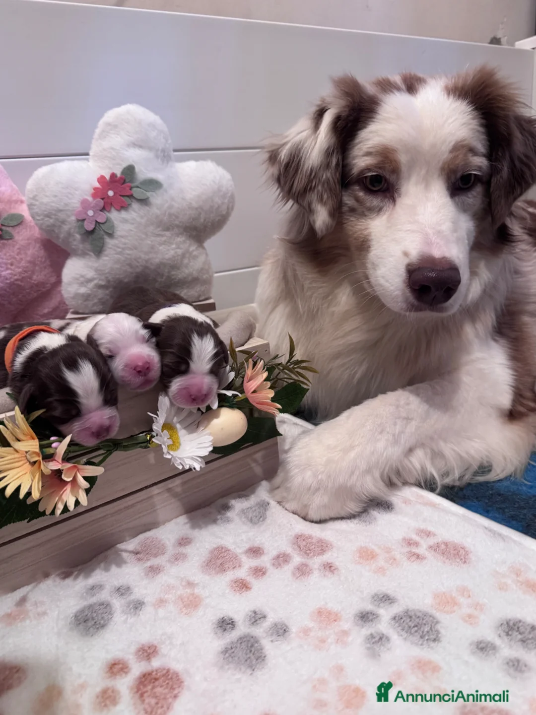 Australian Shepherd cani in vendita: Disponibili cuccioli di Pastore Australiano - Annuncio 2