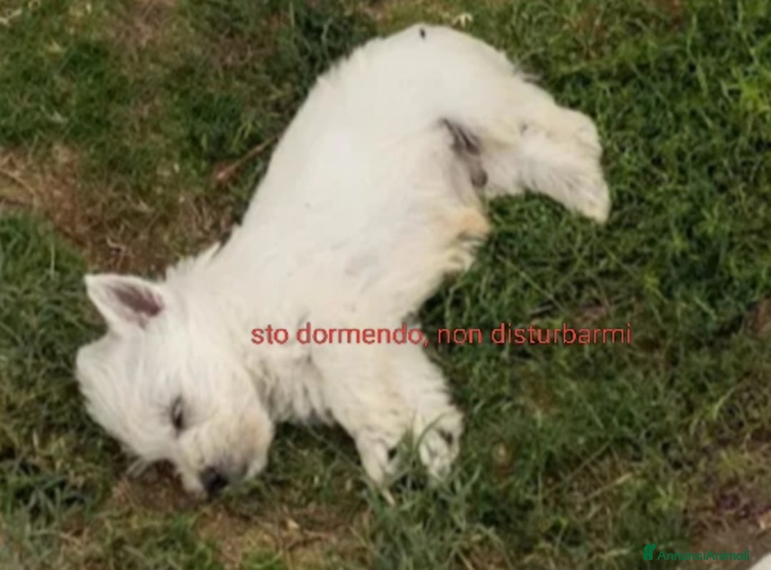 West Highland cani in vendita: West Highland  - Annuncio 4