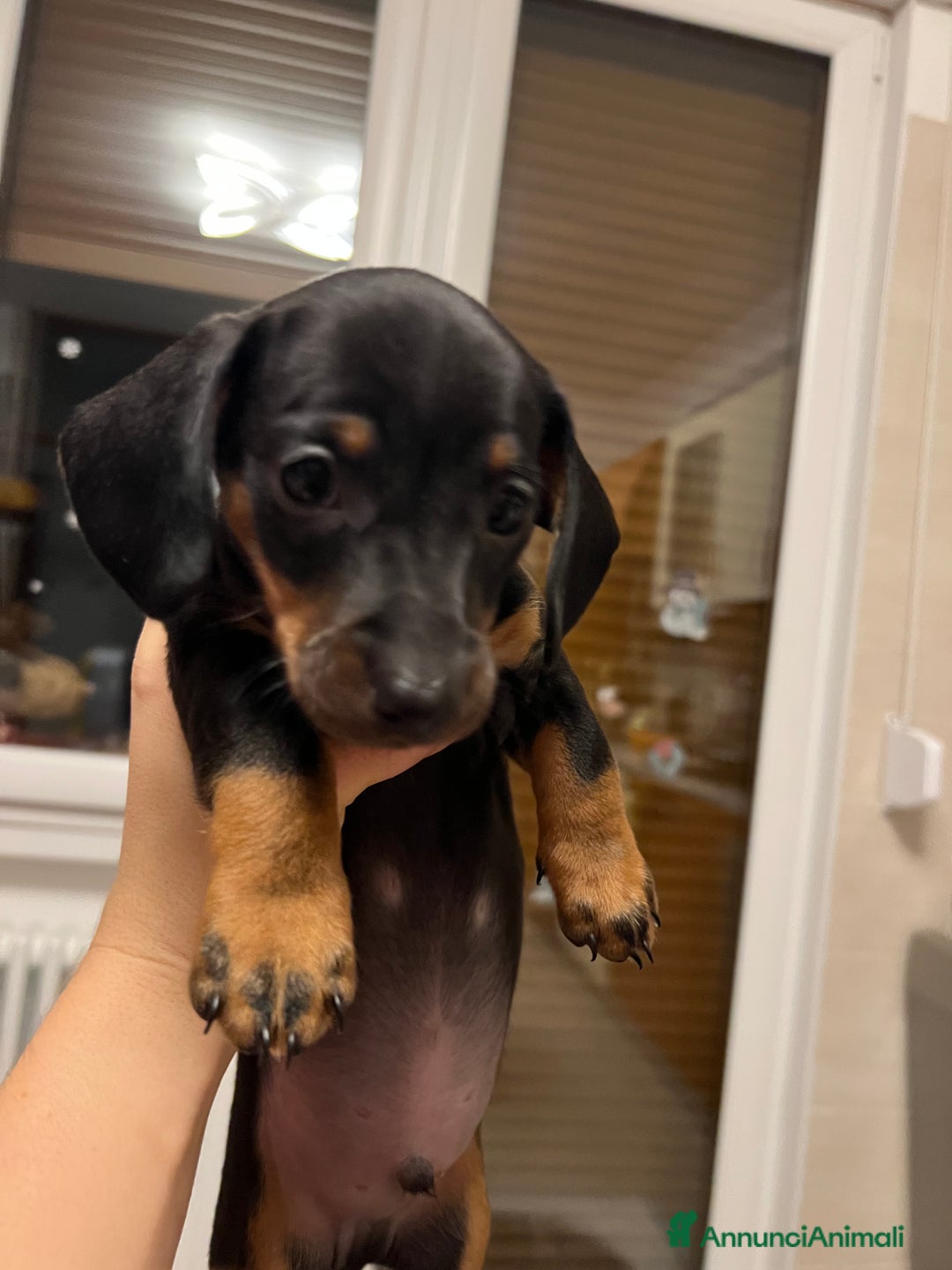 Bassotto cani in vendita: Cuccioli bassotto  - Annuncio 5