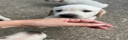 Labrador cani in vendita: Cuccioli di Labrador - Annuncio 14