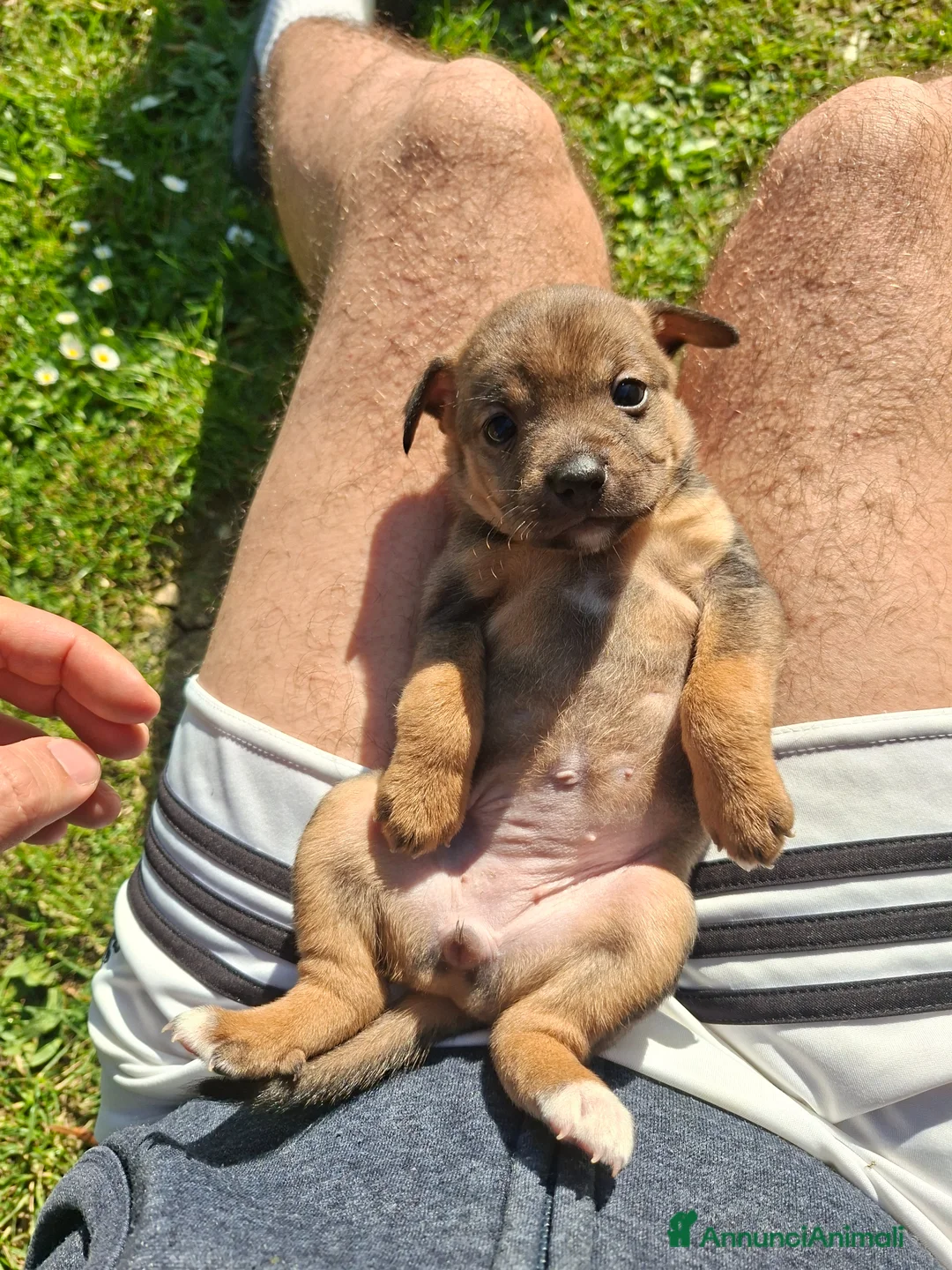 Meticcio cani in regalo: [Cuccioli già prenotati] Regalo 2 cuccioli piccola - Annuncio 6