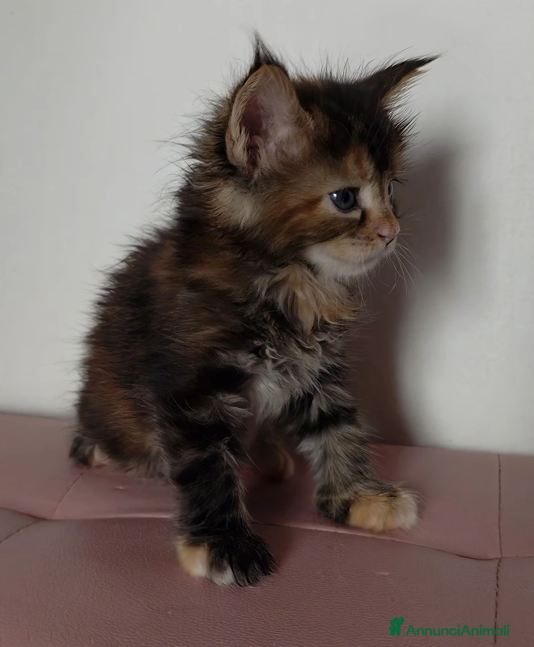 Maine Coon gatti in vendita: Bellissima cucciola Maine coon  - Annuncio 7
