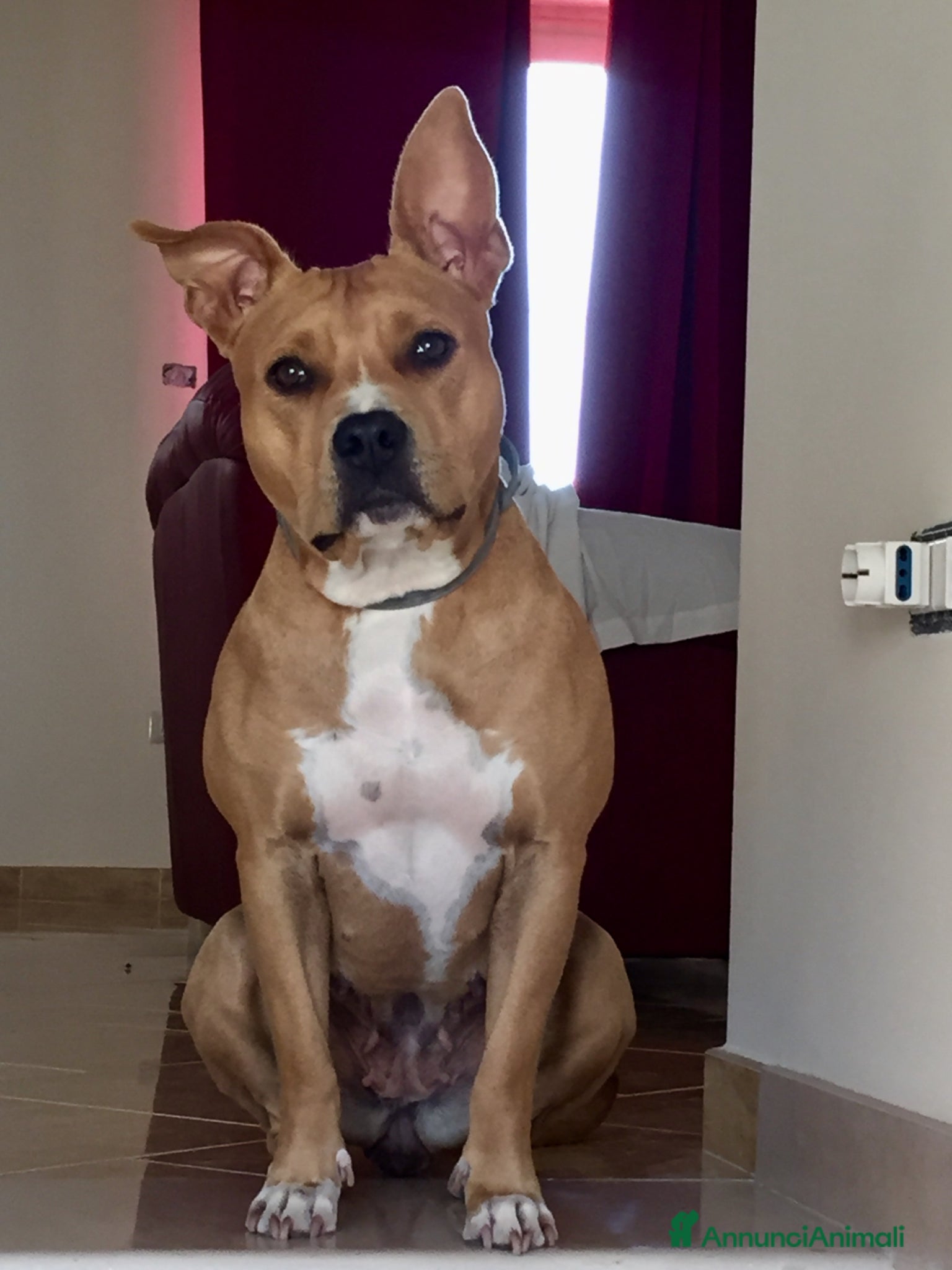 Pitbull cani Regalo cagnolina  - Annuncio 19