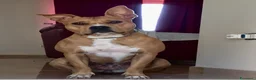 Pitbull cani in regalo: Regalo cagnolina  - Annuncio 1